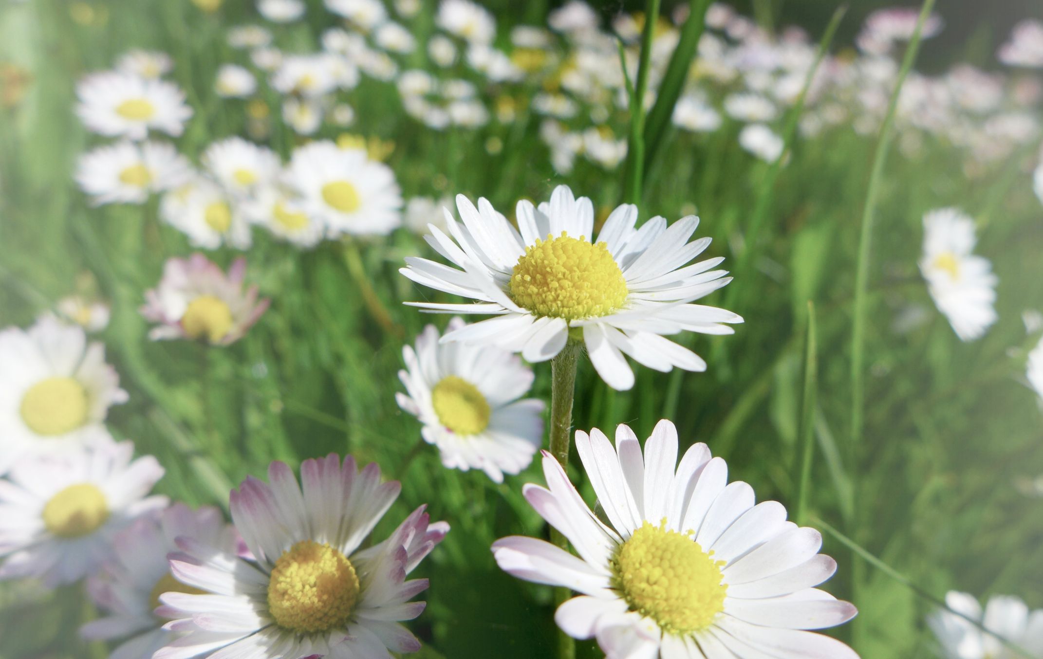 Hintergrundbild der Gemeinde Mietingen