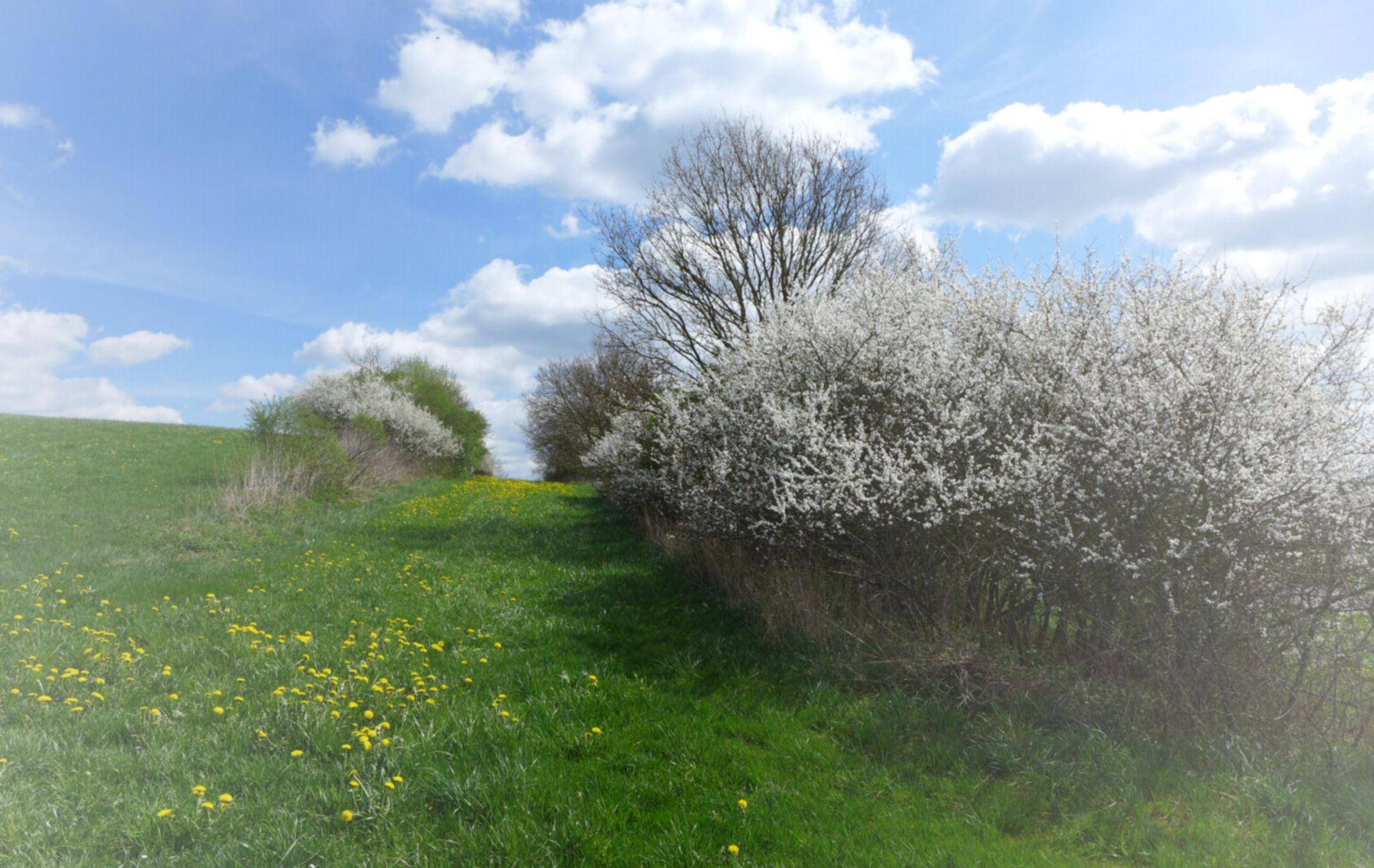 Hintergrundbild der Gemeinde Mietingen