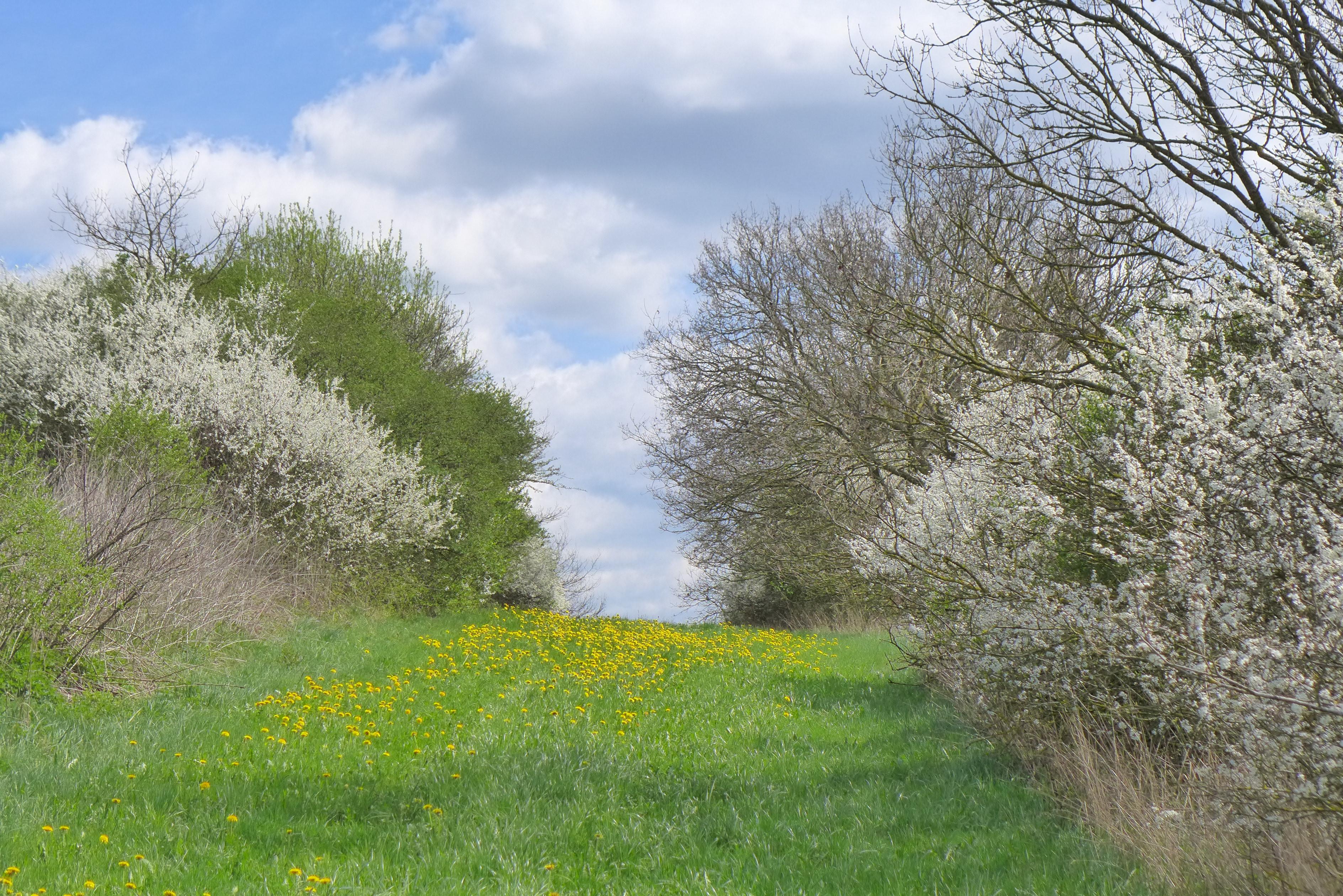 Hintergrundbild der Gemeinde Mietingen